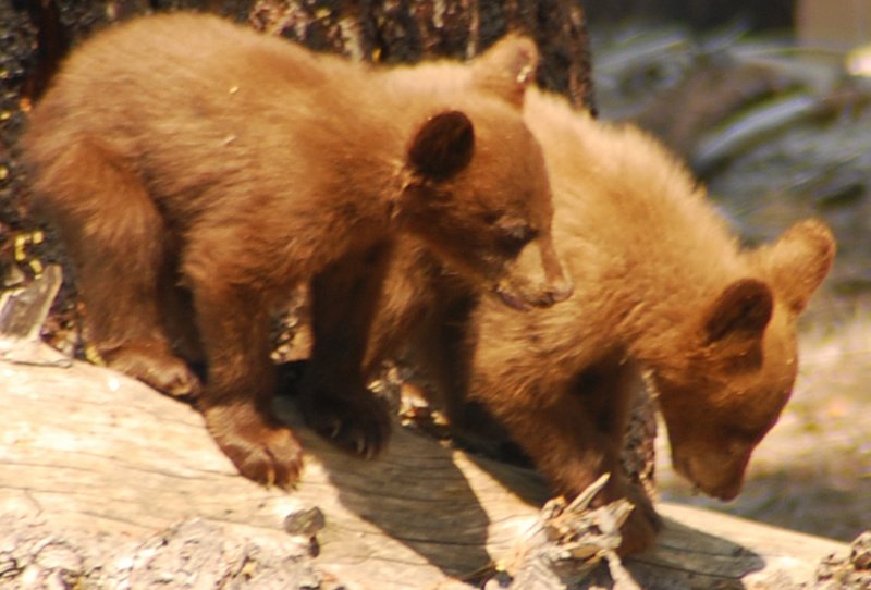 Giving Tuesday Yosemite Bears