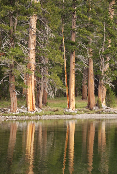 Yosemite Reflections