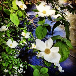 Merced River Dogwoods by John P. DeGrazio