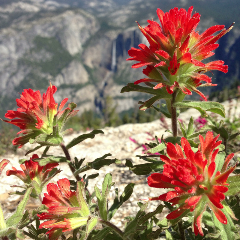 Yosemite_Falls_Paintbrush_DeGrazio