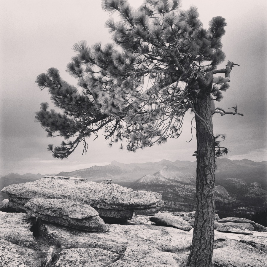 Yosemite_Pine_Clark_DeGrazio