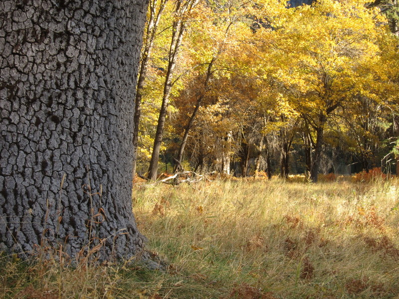 Yosemite_BlackOaks_DeGrazio