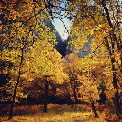 Black_Oaks_Yosemite_DeGrazio