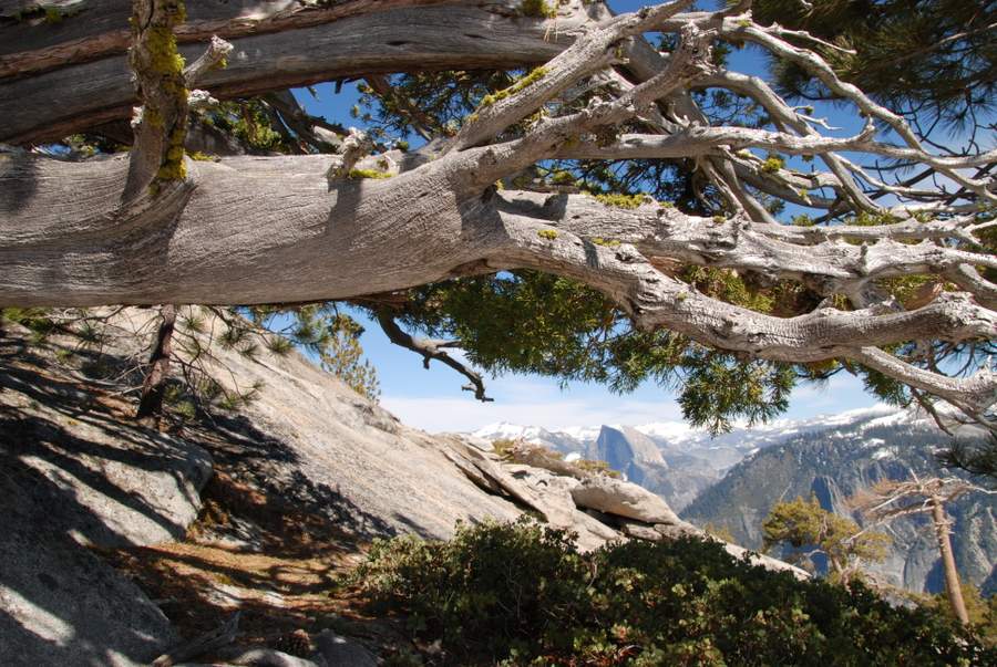 Yosemite-HalfDome-Juniper-YExplore-Backpacking-DeGrazio-Apr2014