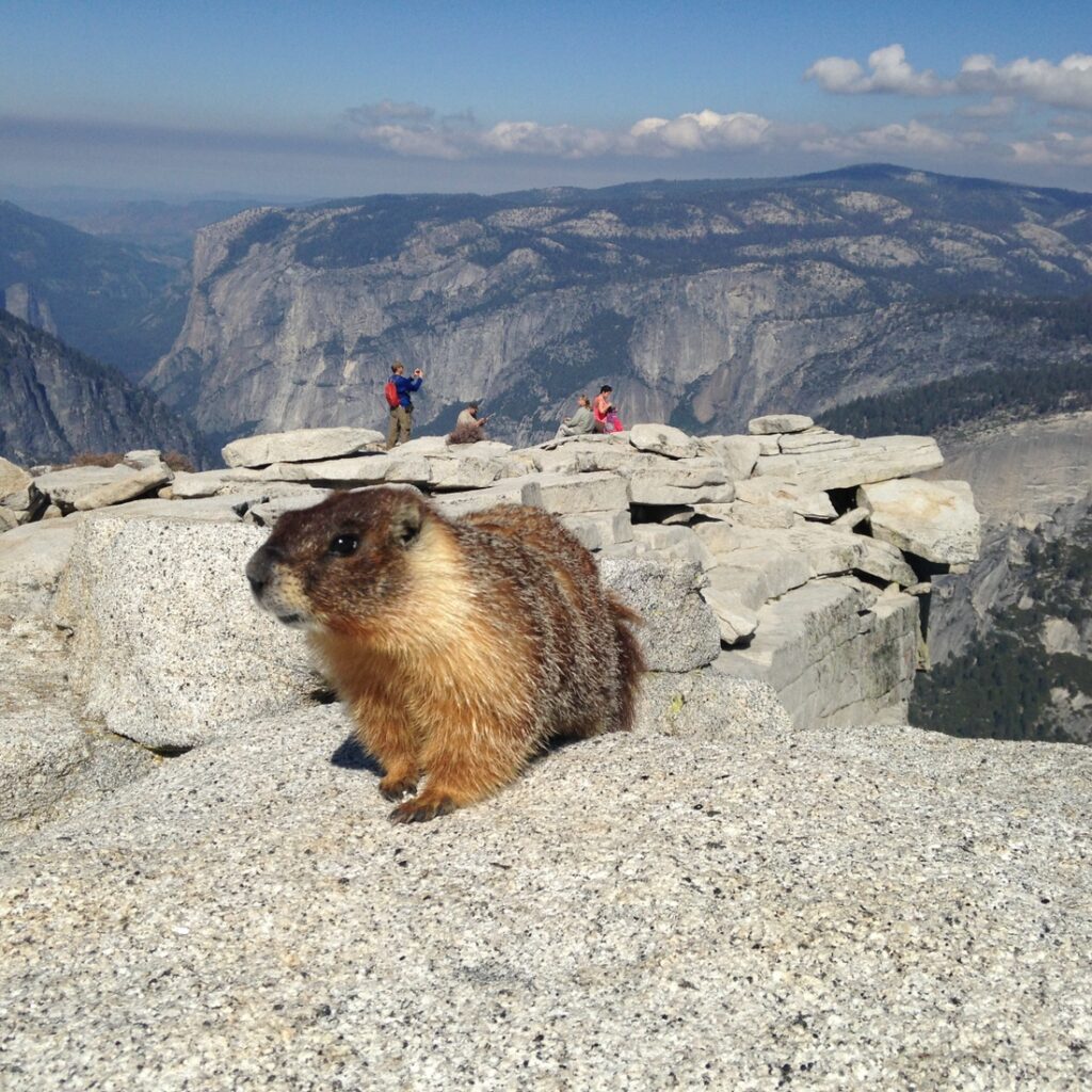 Yosemite-HalfDome-Marmot-YExplore-DeGrazio-May2015