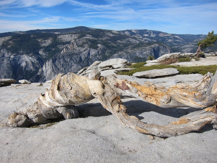 Yosemite-Sentinel-JeffreyPine-Mia-DeGrazio-Nov2014